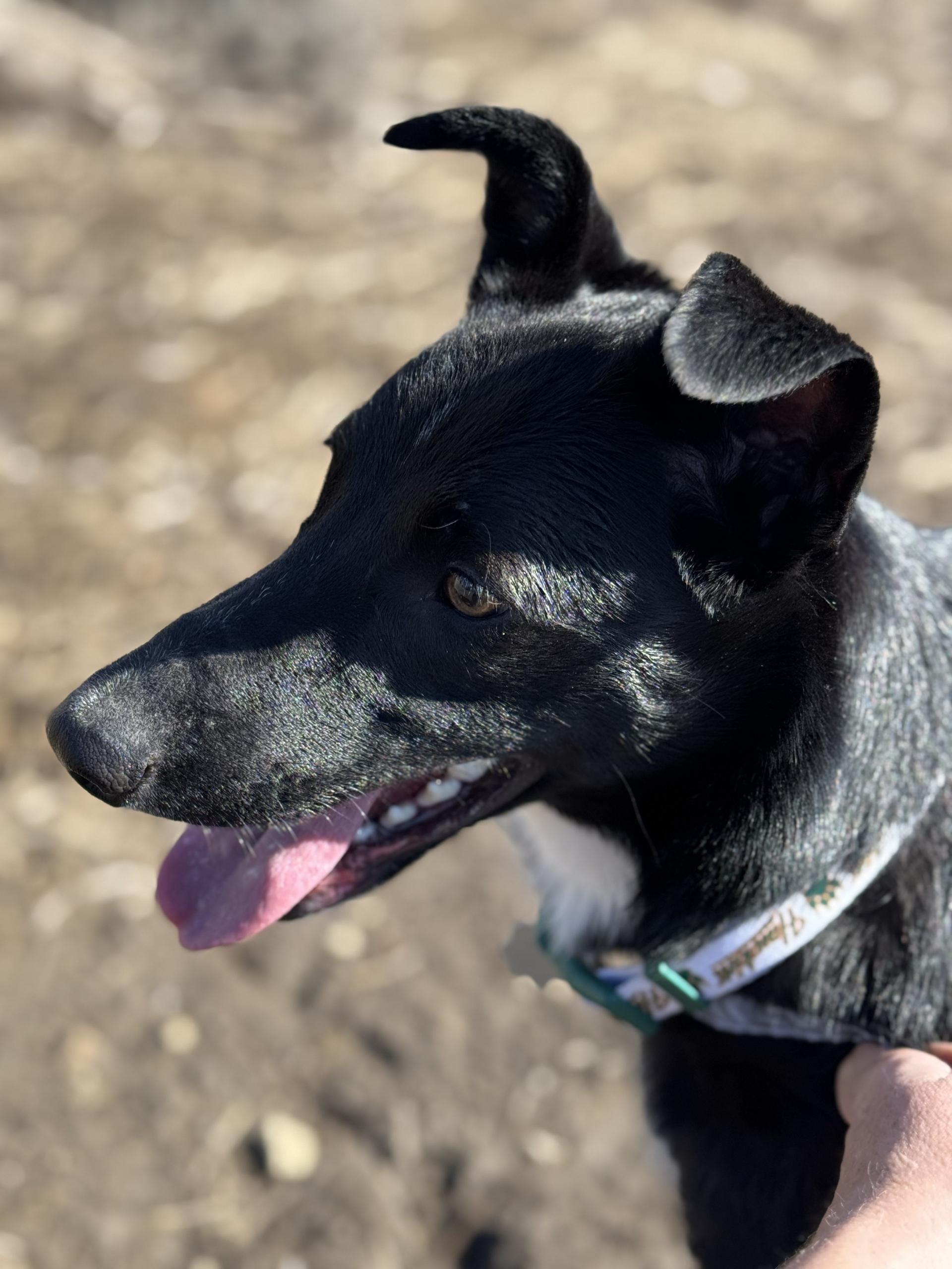 Enlarge Maggie 0125, a Adoptable mixed breed in Sonora, CA image 1/6