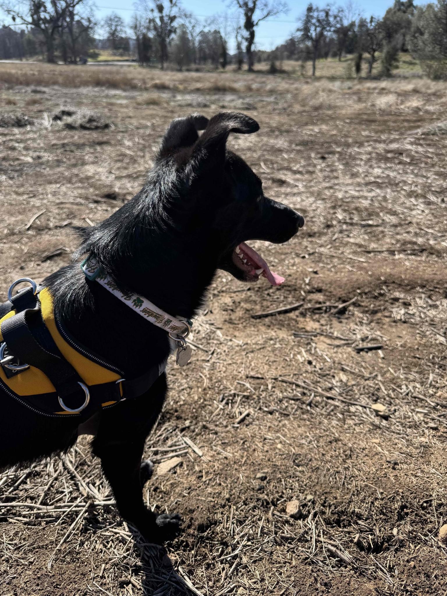 Enlarge Maggie 0125, a Adoptable mixed breed in Sonora, CA image 2/6