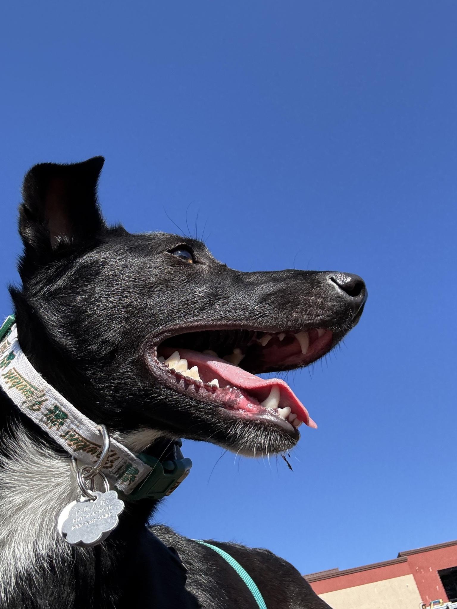 Enlarge Maggie 0125, a Adoptable mixed breed in Sonora, CA image 3/6