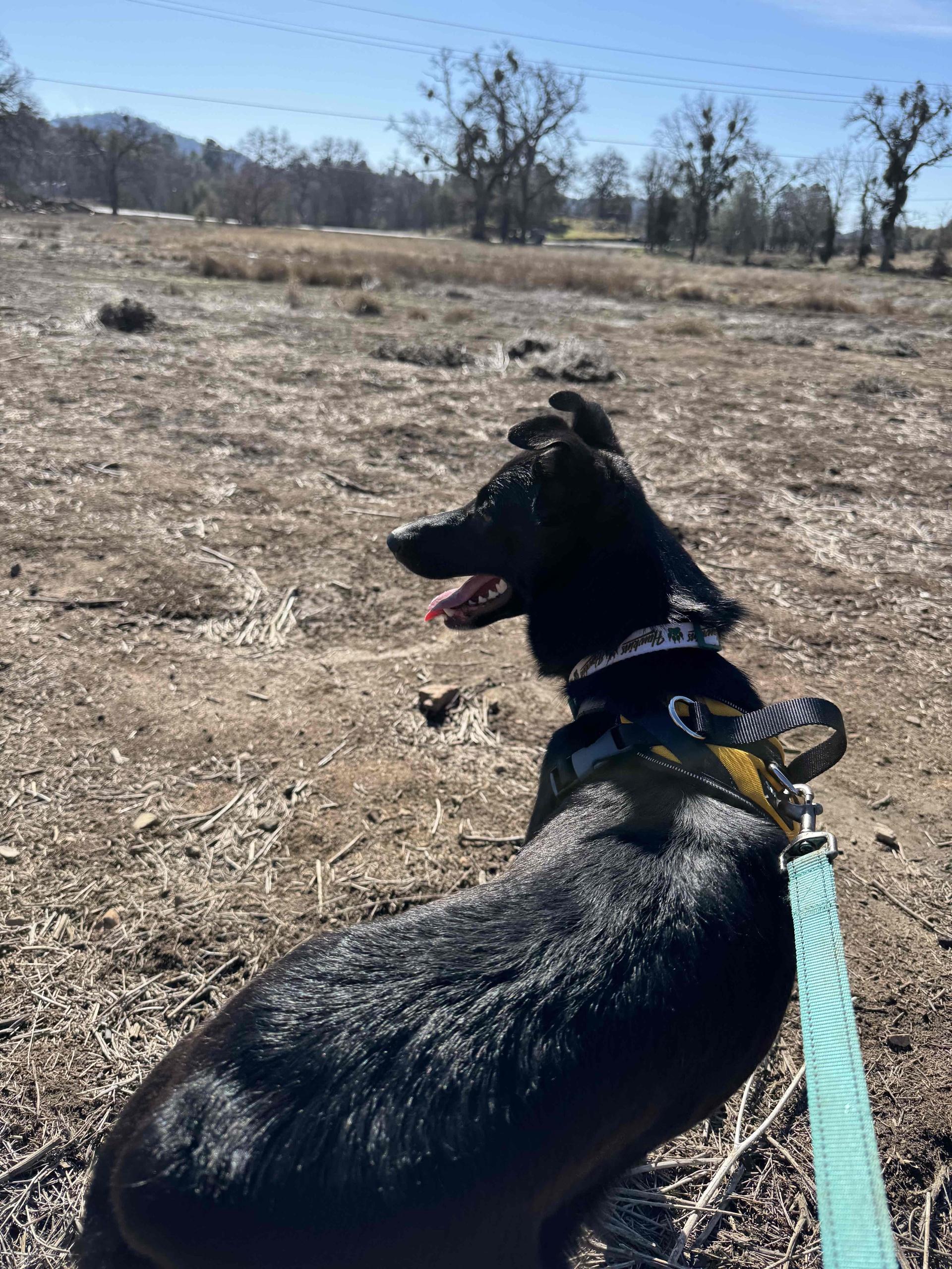 Enlarge Maggie 0125, a Adoptable mixed breed in Sonora, CA image 4/6