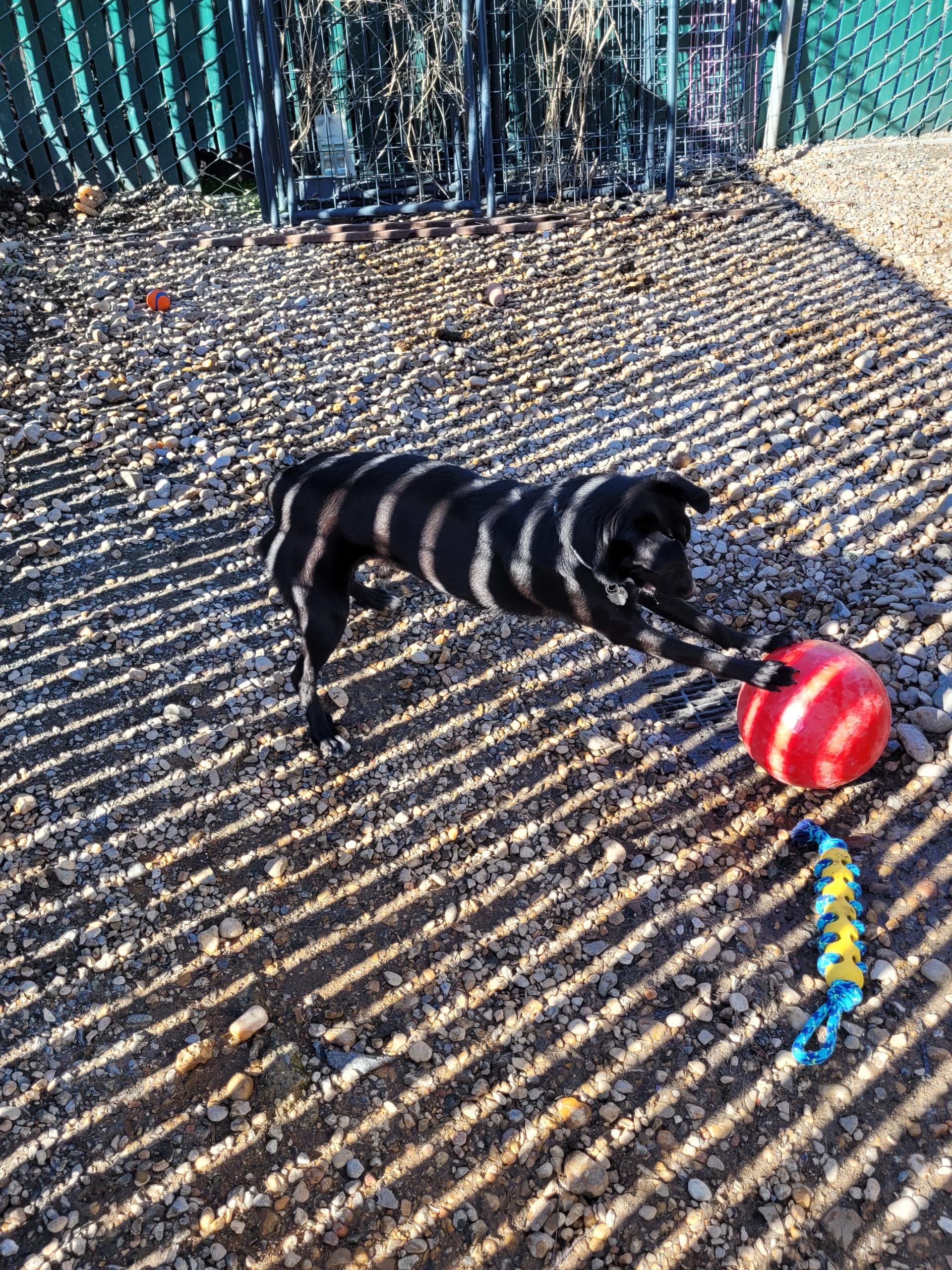 Enlarge Maggie 0125, a Adoptable mixed breed in Sonora, CA image 5/6