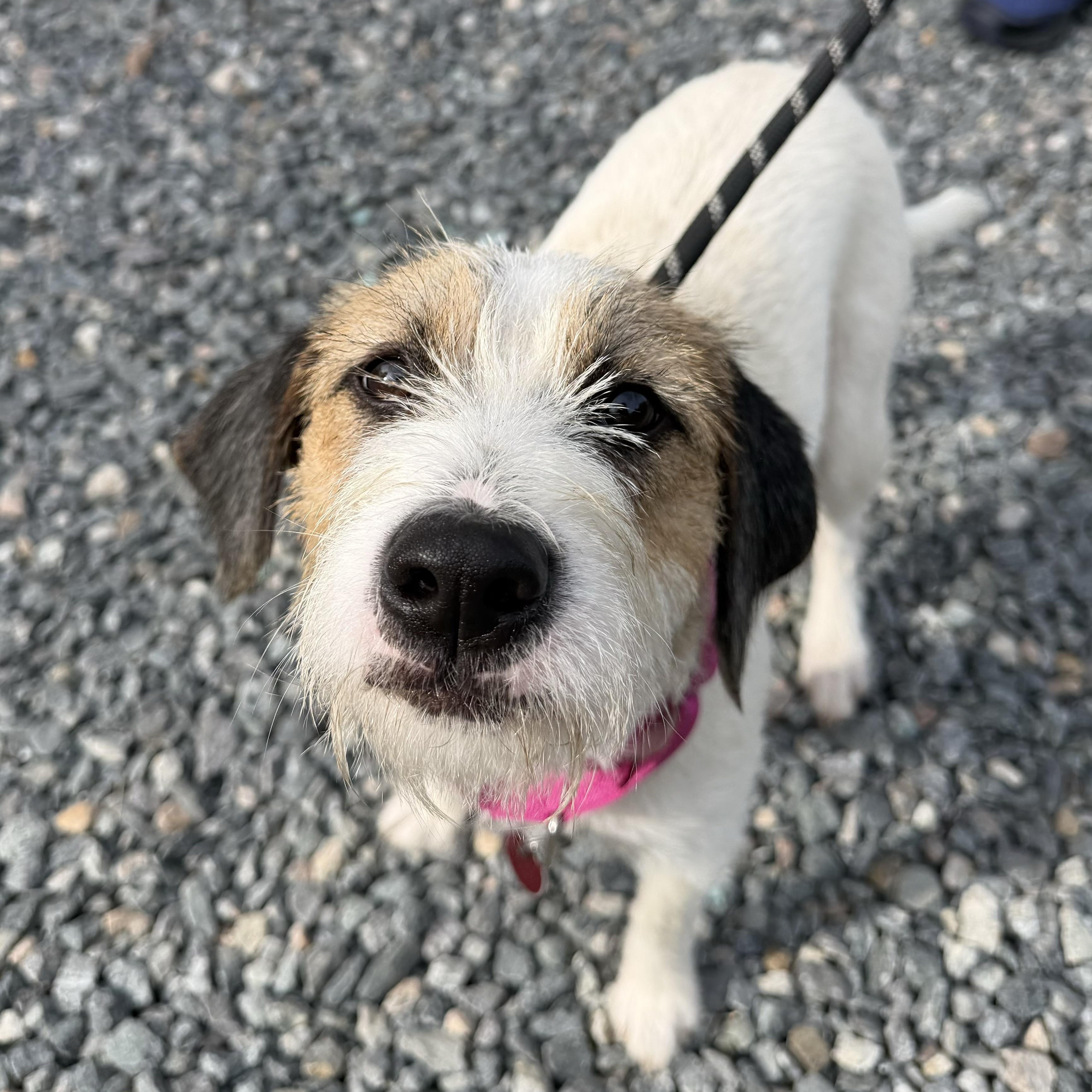 Maxine, Adopted, Young Female Mixed Breed.