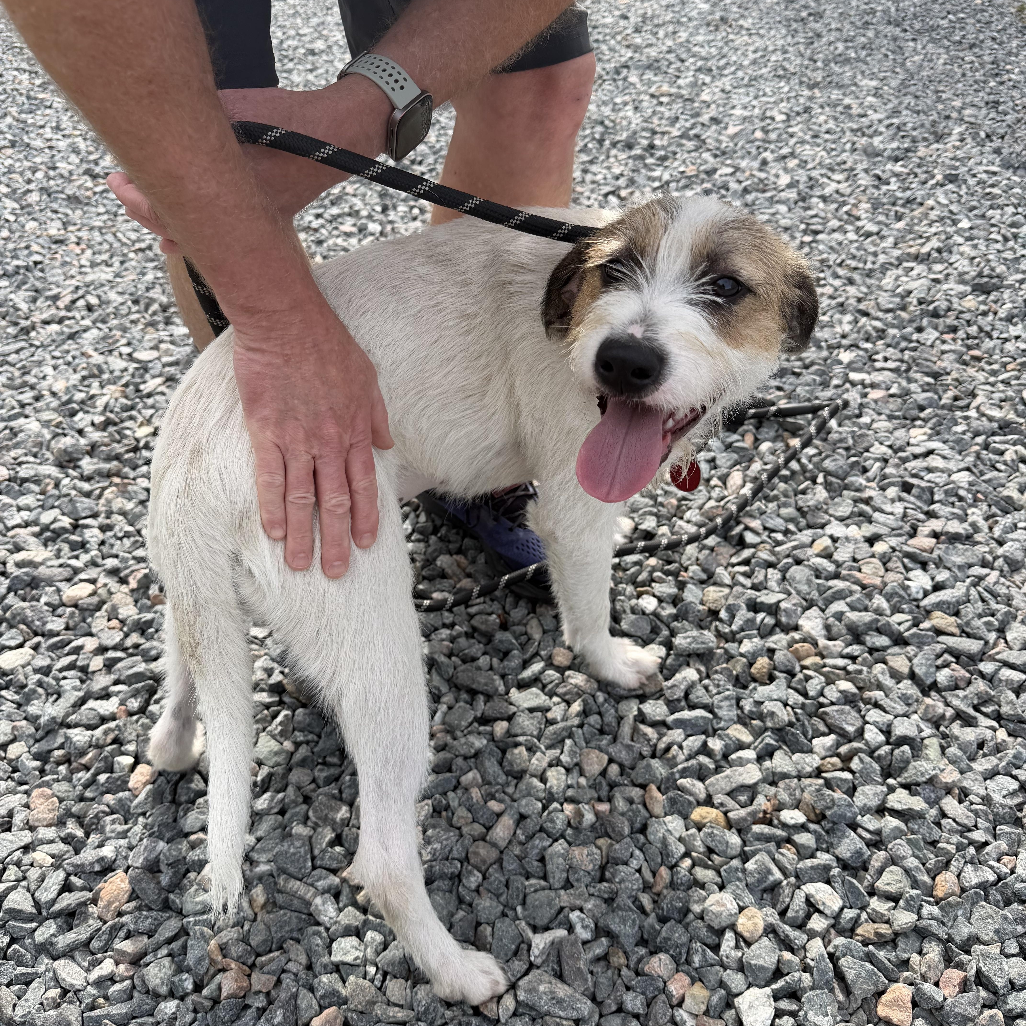 Enlarge Maxine, a Adopted Mixed Breed in Gloucester, VA image 2/2