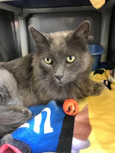 Antonio, Adopted, Senior Male Domestic Long Hair.