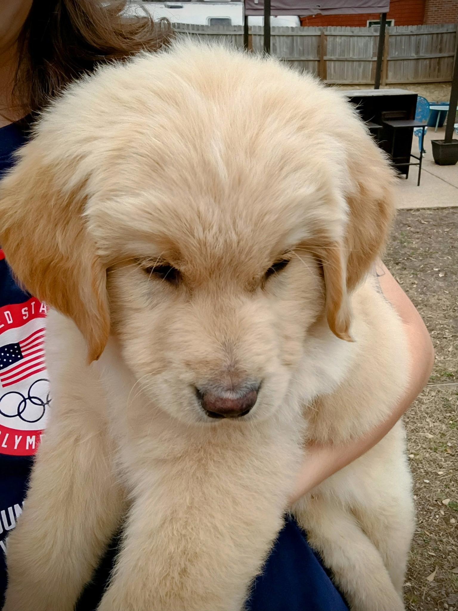 Enlarge Huckleberry , an adopted Golden Retriever in Berthoud, CO image 1/5