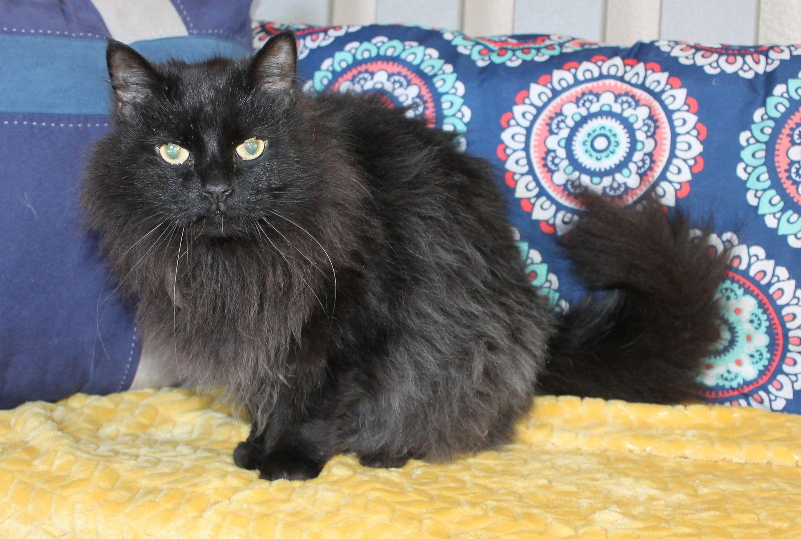 Enlarge Shadow - 43153, a Adoptable Domestic Long Hair in Prattville, AL image 1/3