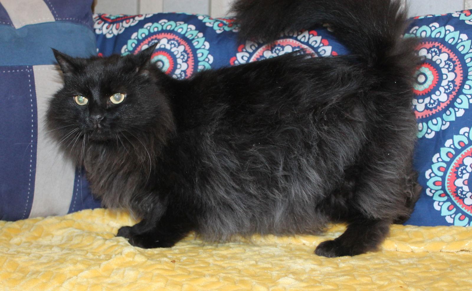 Enlarge Shadow - 43153, a Adoptable Domestic Long Hair in Prattville, AL image 2/3