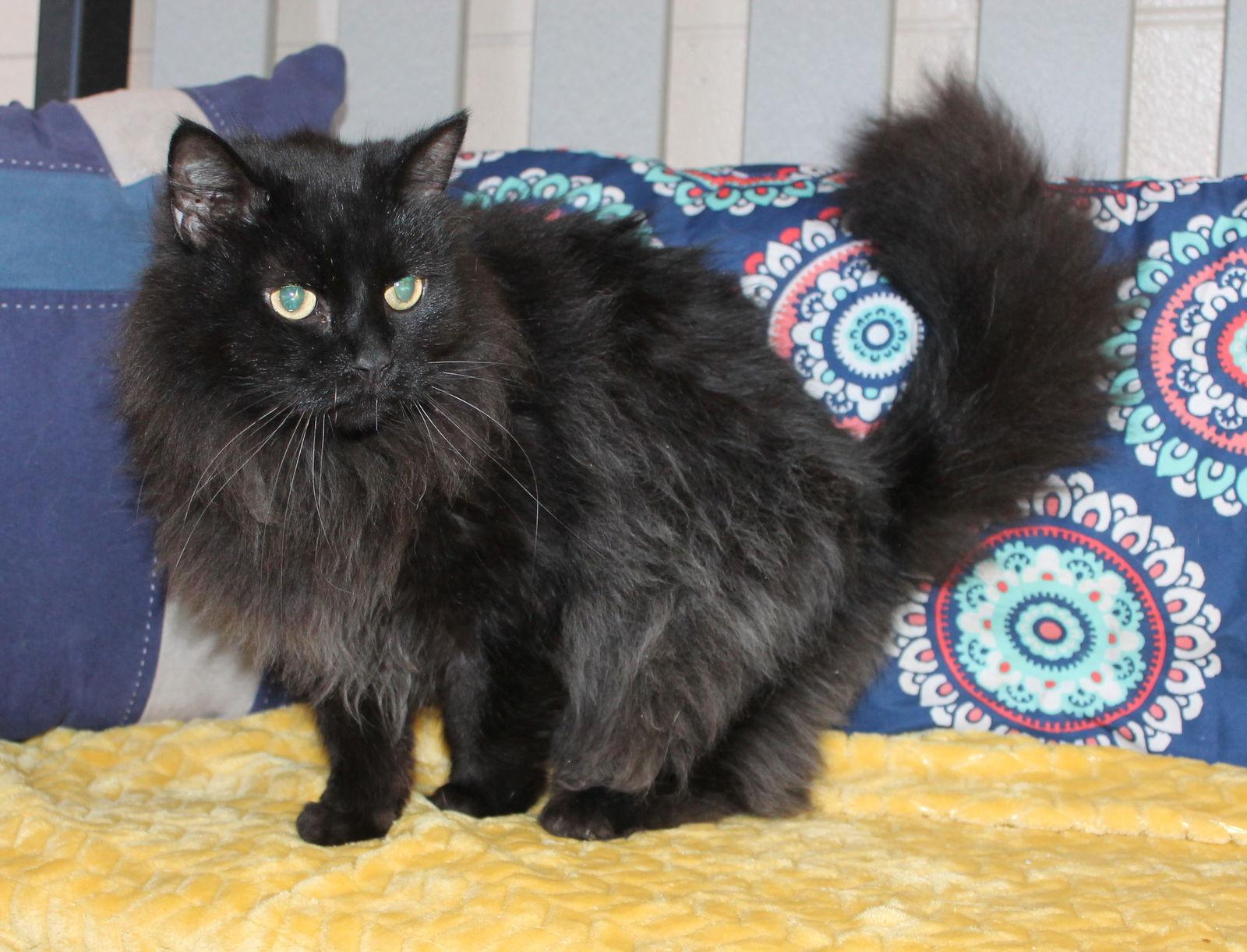 Enlarge Shadow - 43153, a Adoptable Domestic Long Hair in Prattville, AL image 3/3