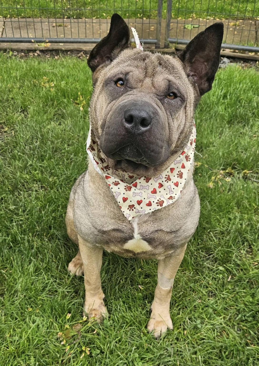 Enlarge Lucy, a ADOPTABLE mixed breed in New Castle, PA image 2/3