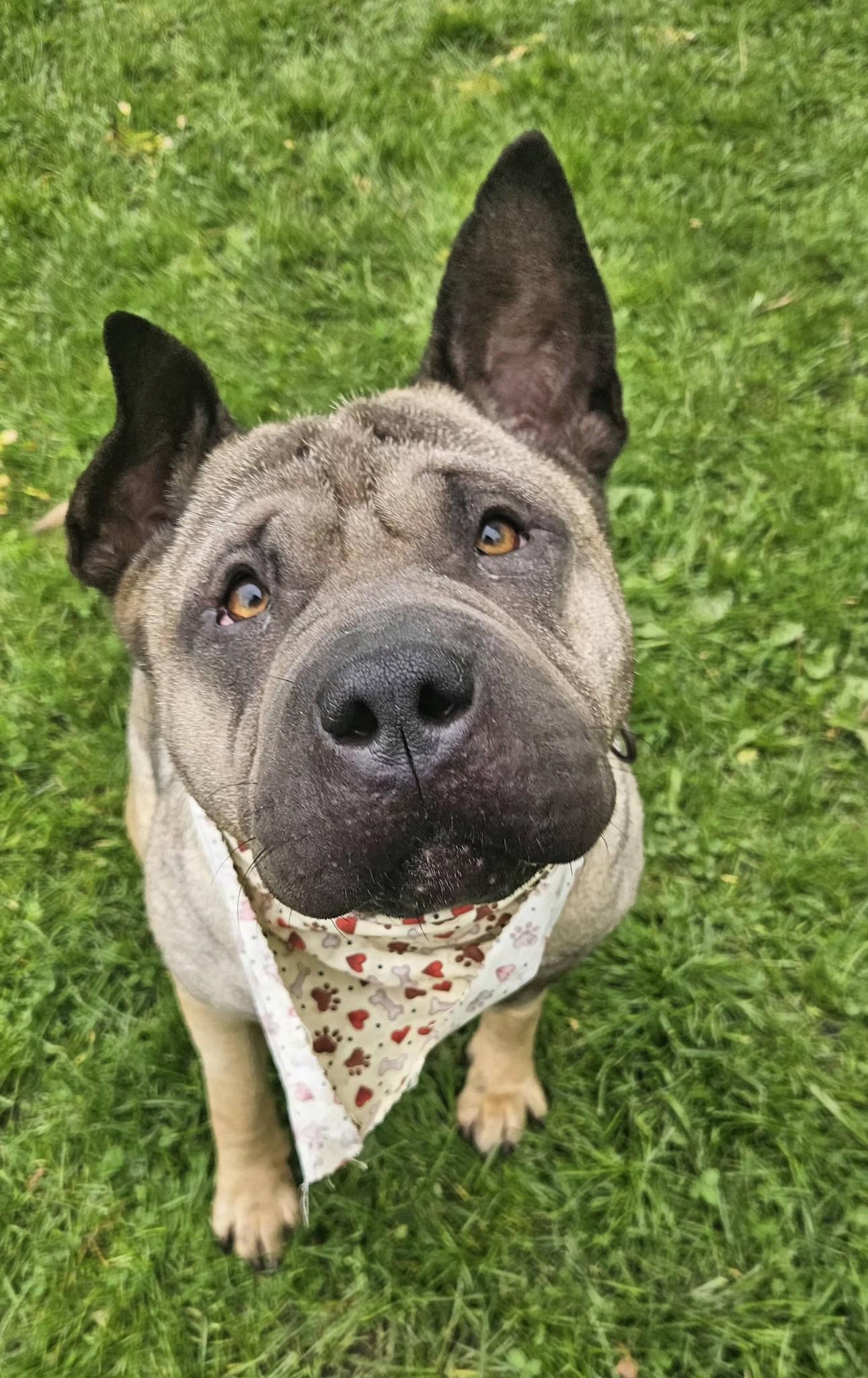 Enlarge Lucy, a ADOPTABLE mixed breed in New Castle, PA image 1/3