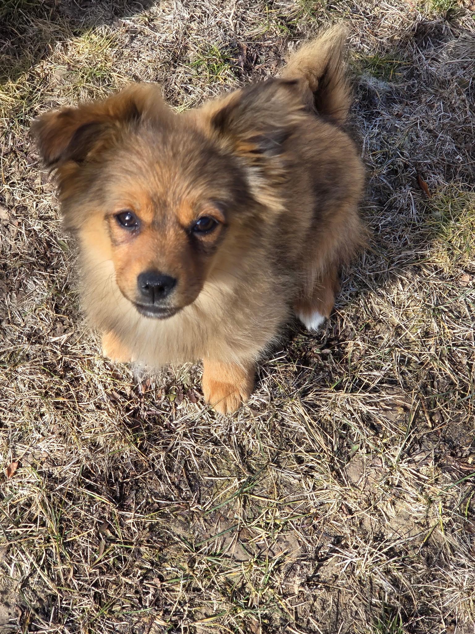 Bingo, Adopted, Young Female Pembroke Welsh Corgi & Chihuahua.