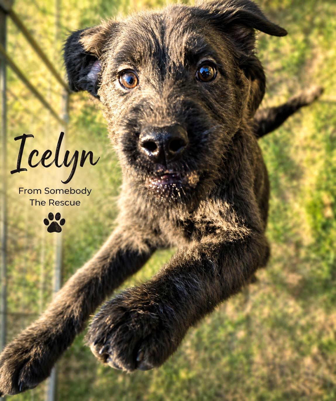 Icelyn, ADOPTABLE, Puppy Female Mixed Breed.