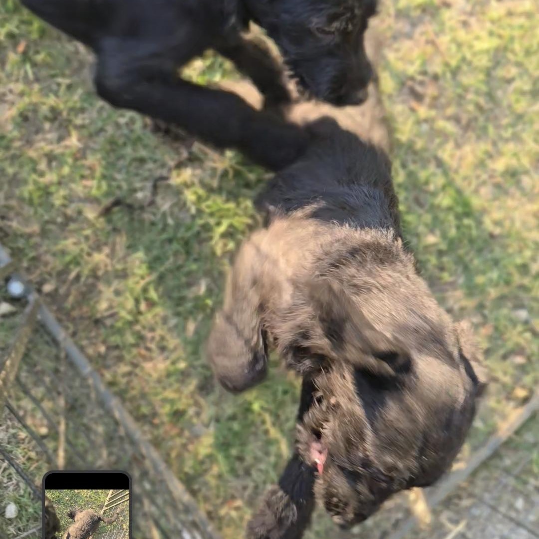 Icelyn, a ADOPTABLE mixed breed in Corinth, MS image 3/4