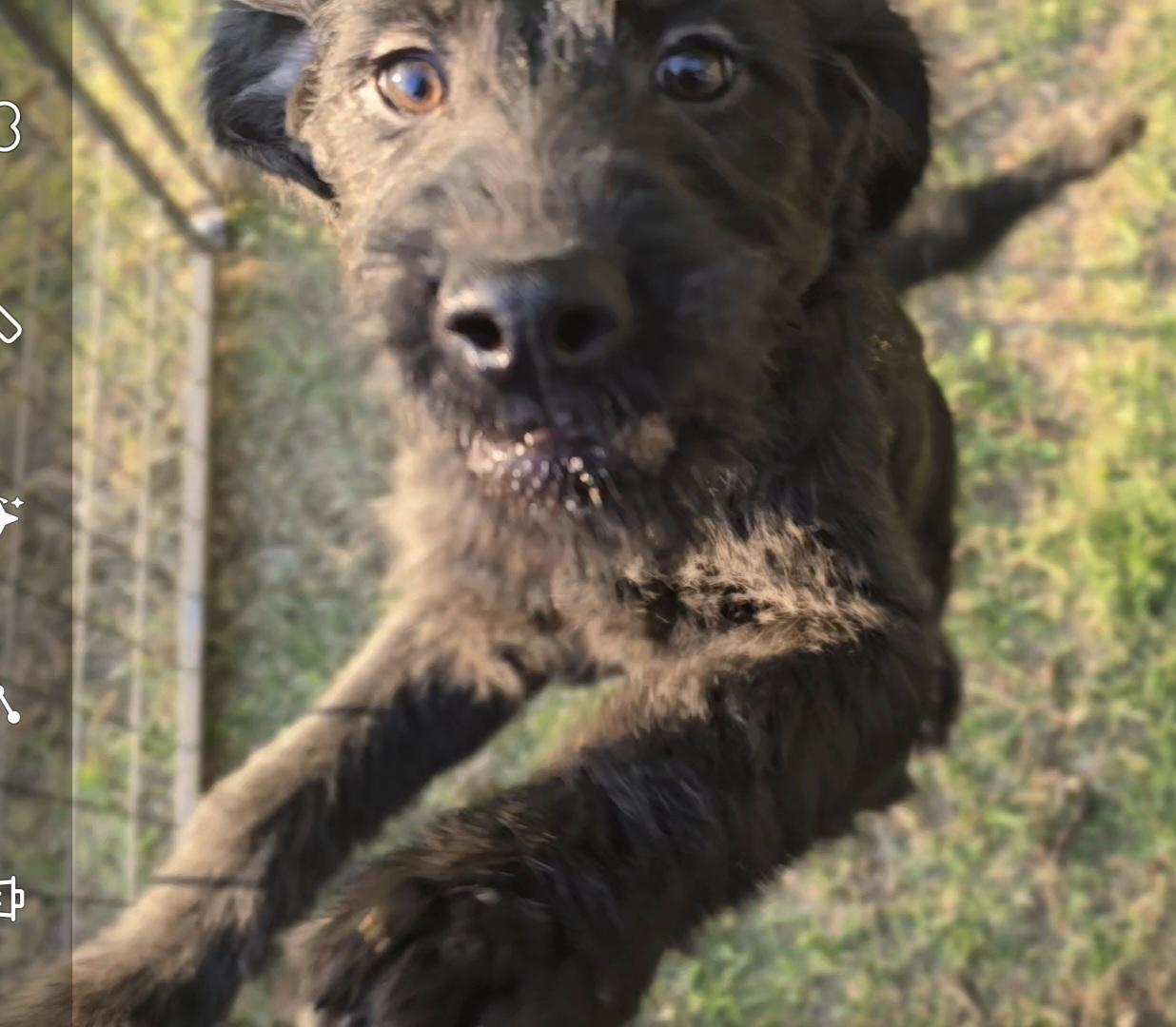 Icelyn, a ADOPTABLE mixed breed in Corinth, MS image 2/4