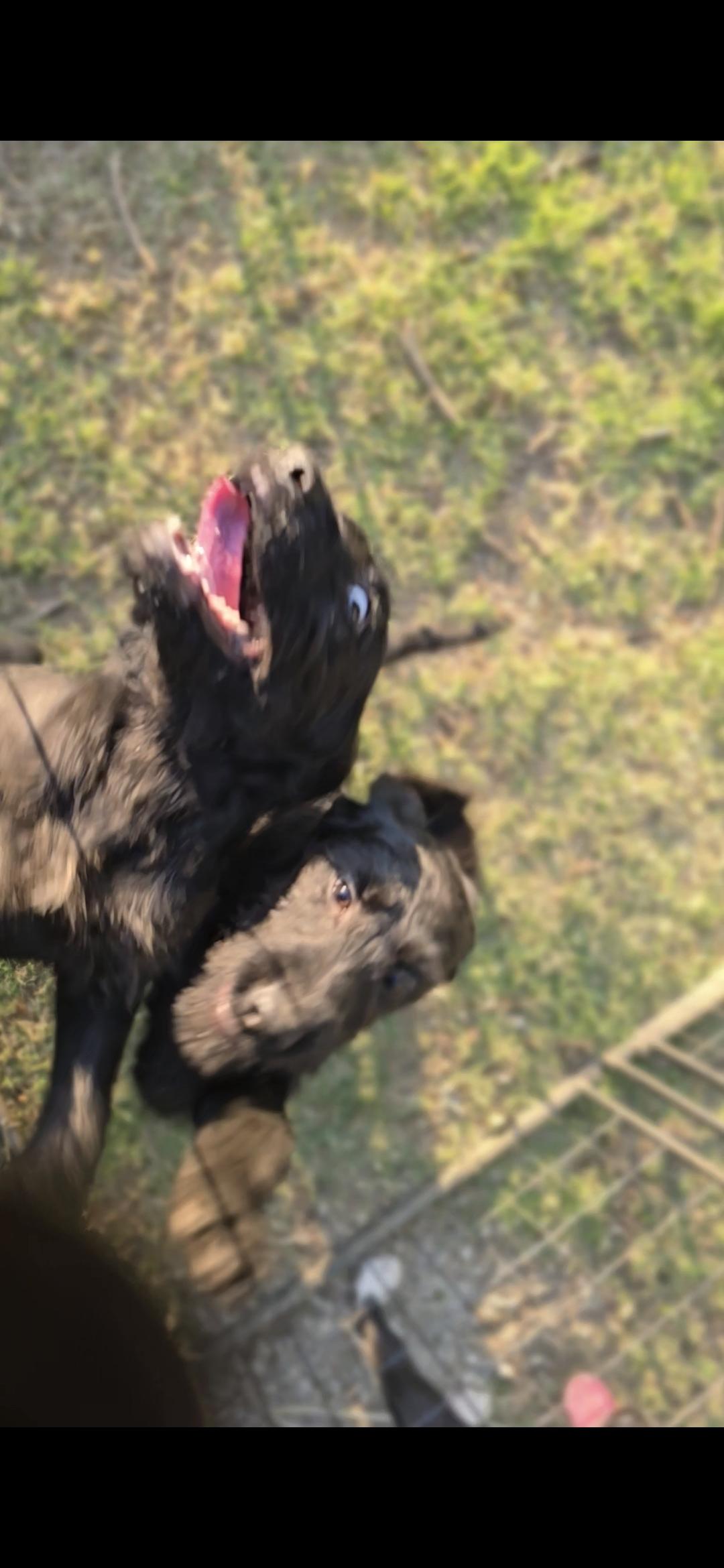 Icelyn, a ADOPTABLE mixed breed in Corinth, MS image 4/4