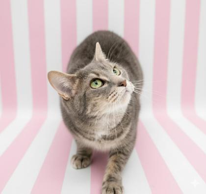 Enlarge Harbor -Bobtail- (Bonded W/ Myrtle), a Adoptable mixed breed in Bowling Green, KY image 1/2