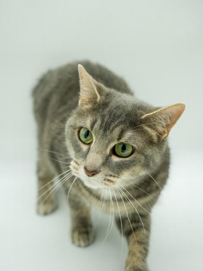 Enlarge Harbor -Bobtail- (Bonded W/ Myrtle), a Adoptable mixed breed in Bowling Green, KY image 2/2