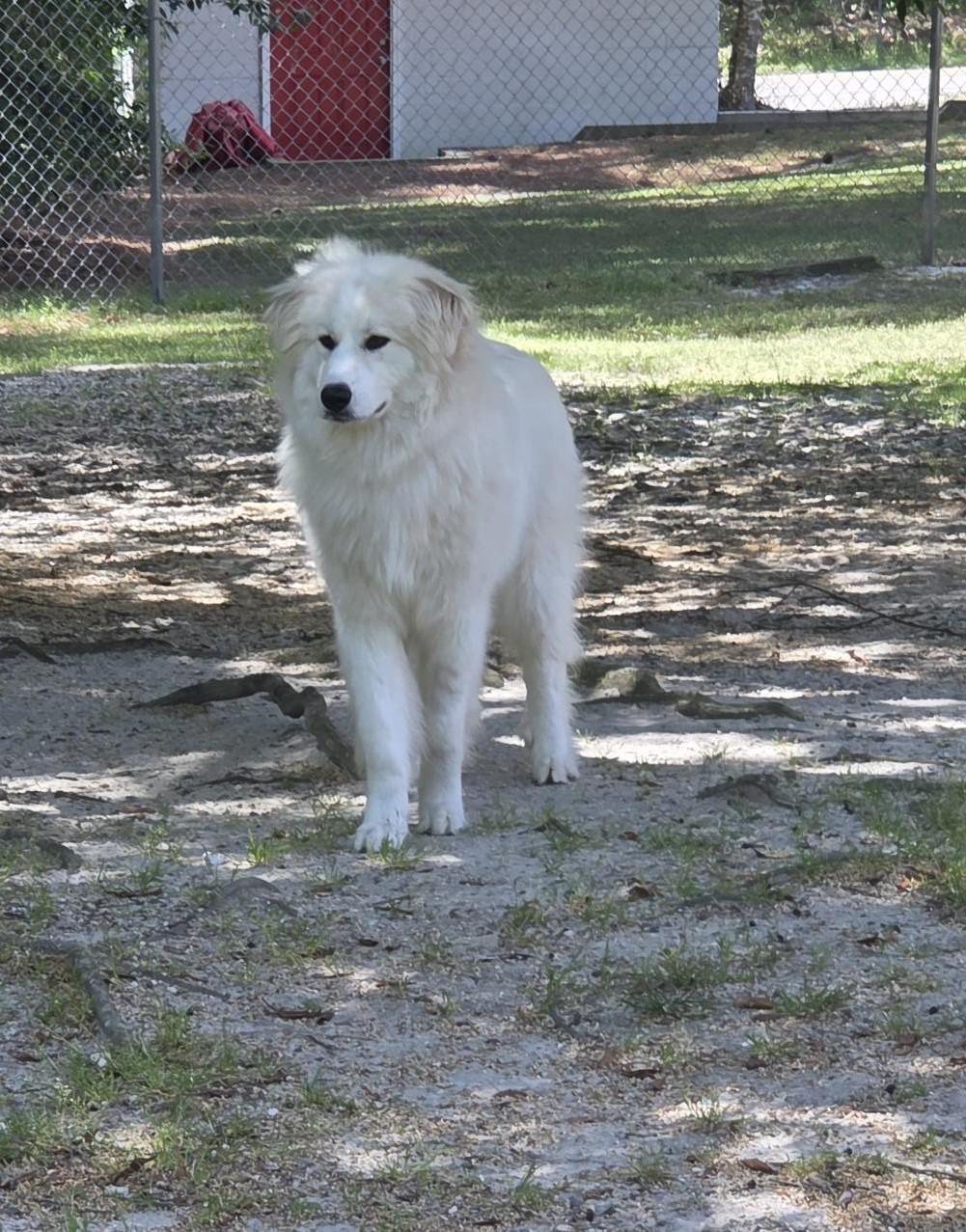 Enlarge Penny, a ADOPTABLE Great Pyrenees in Carthage, NC image 2/5
