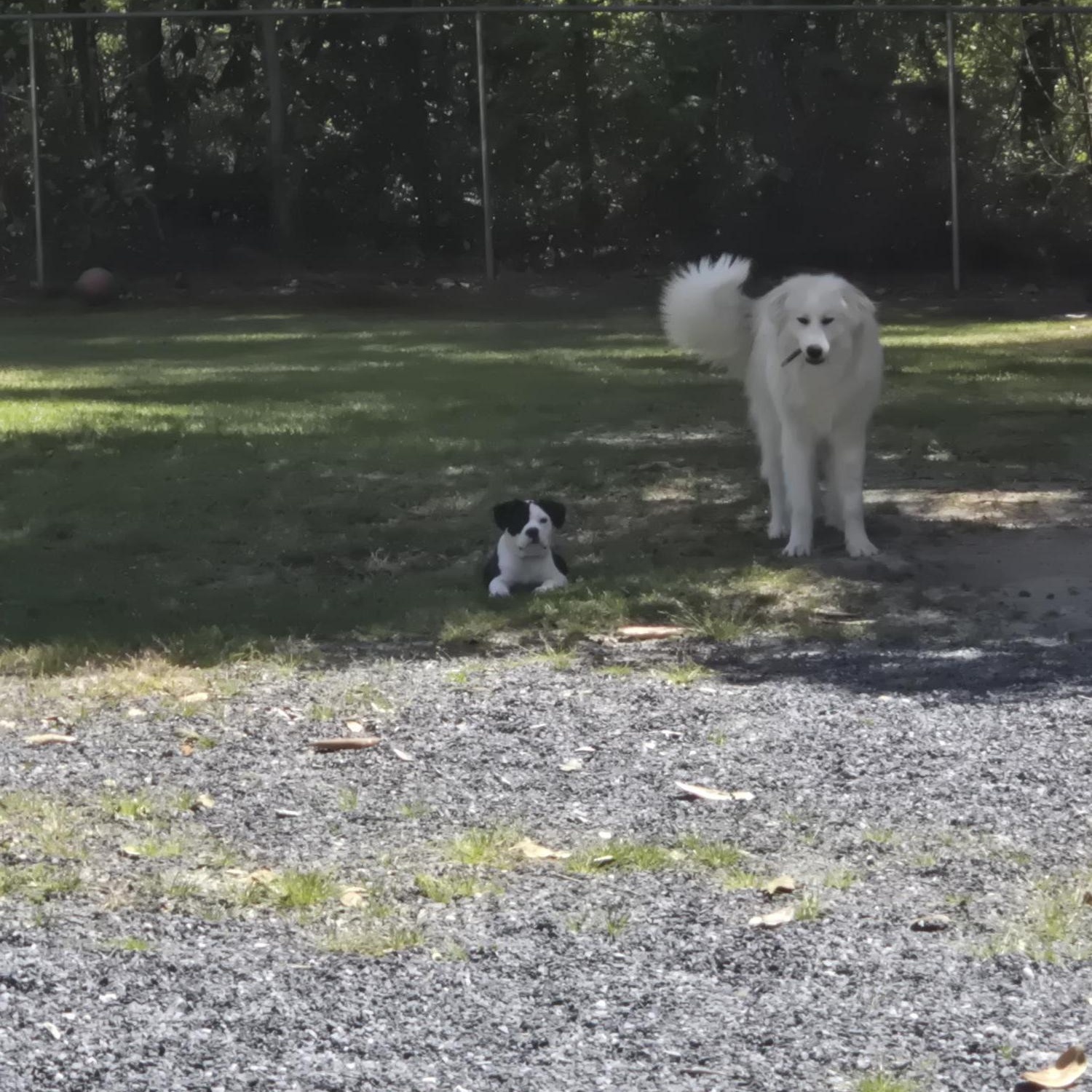 Enlarge Penny, a ADOPTABLE Great Pyrenees in Carthage, NC image 4/5