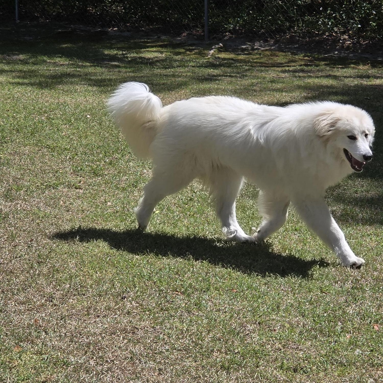 Enlarge Penny, a ADOPTABLE Great Pyrenees in Carthage, NC image 5/5