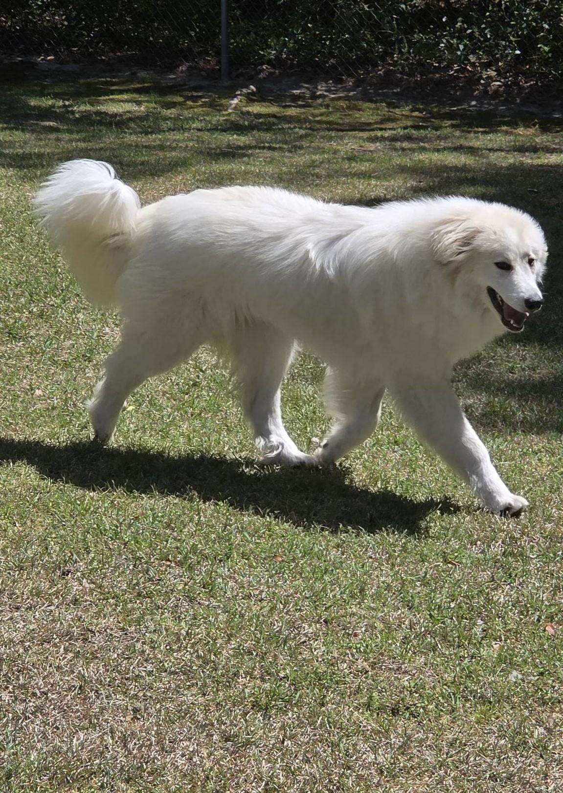 Enlarge Penny, a ADOPTABLE Great Pyrenees in Carthage, NC image 3/5