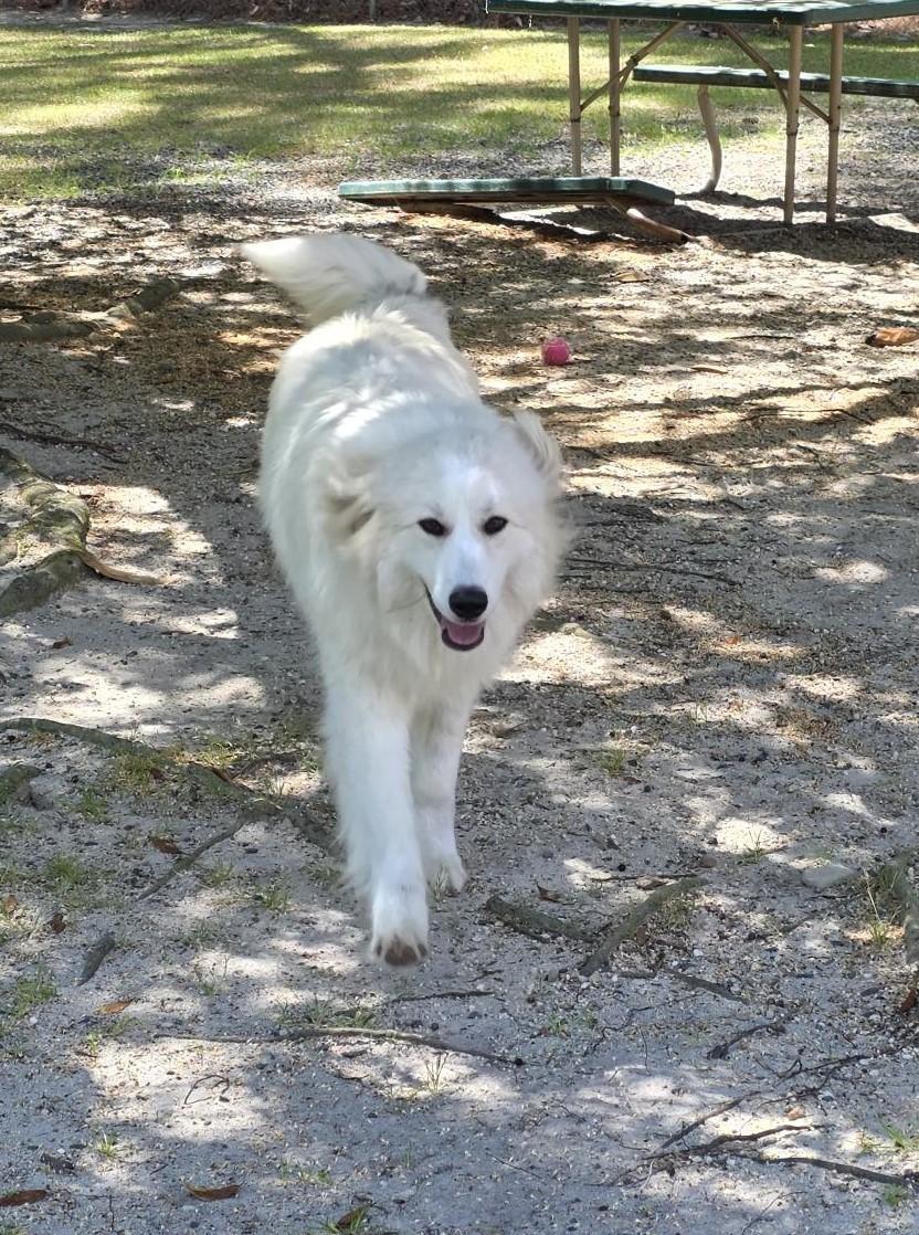 Penny, ADOPTABLE, Adult Female Great Pyrenees.