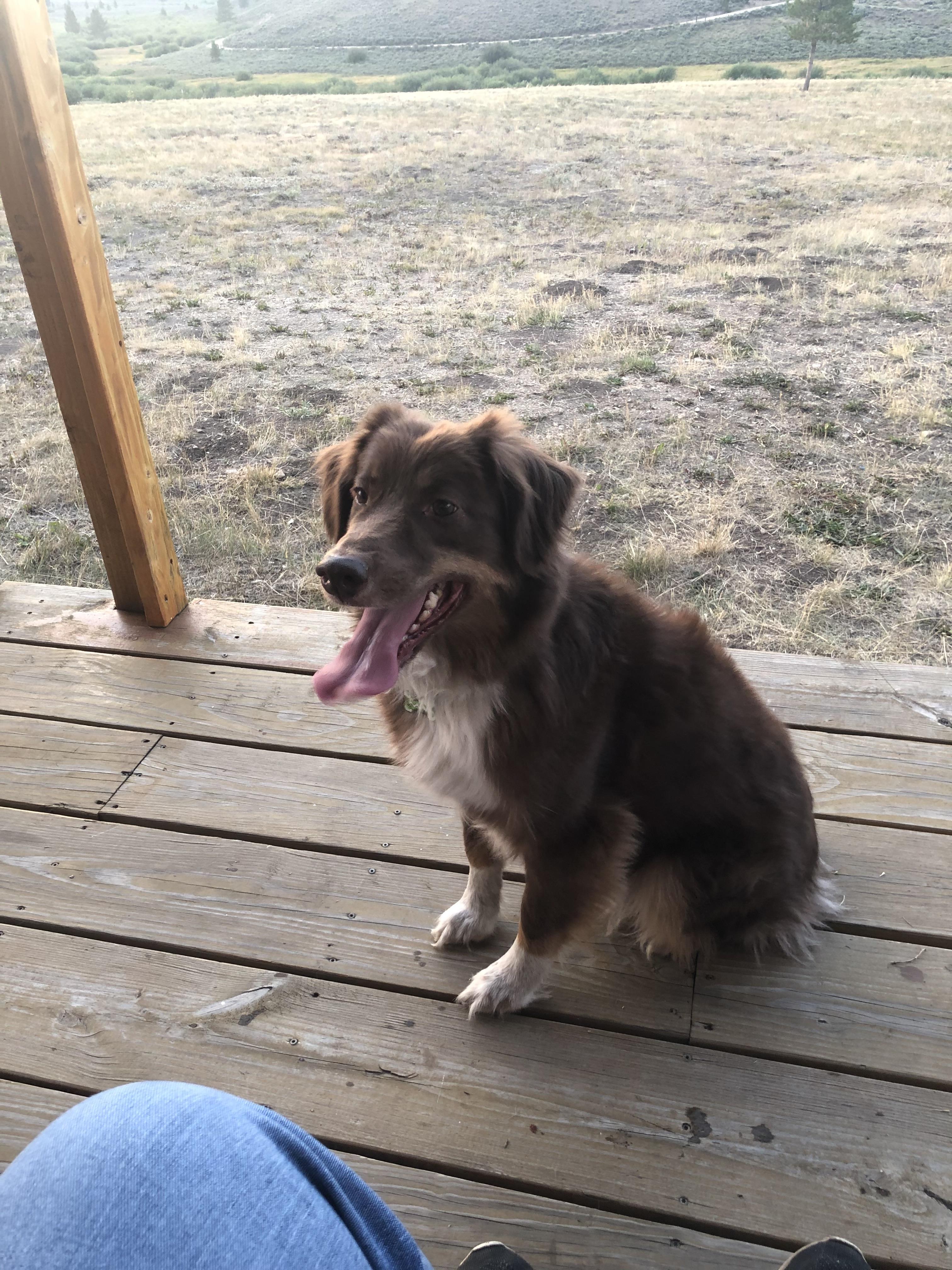 Enlarge Winchester, a ADOPTABLE mixed breed in Sheridan, WY image 2/3