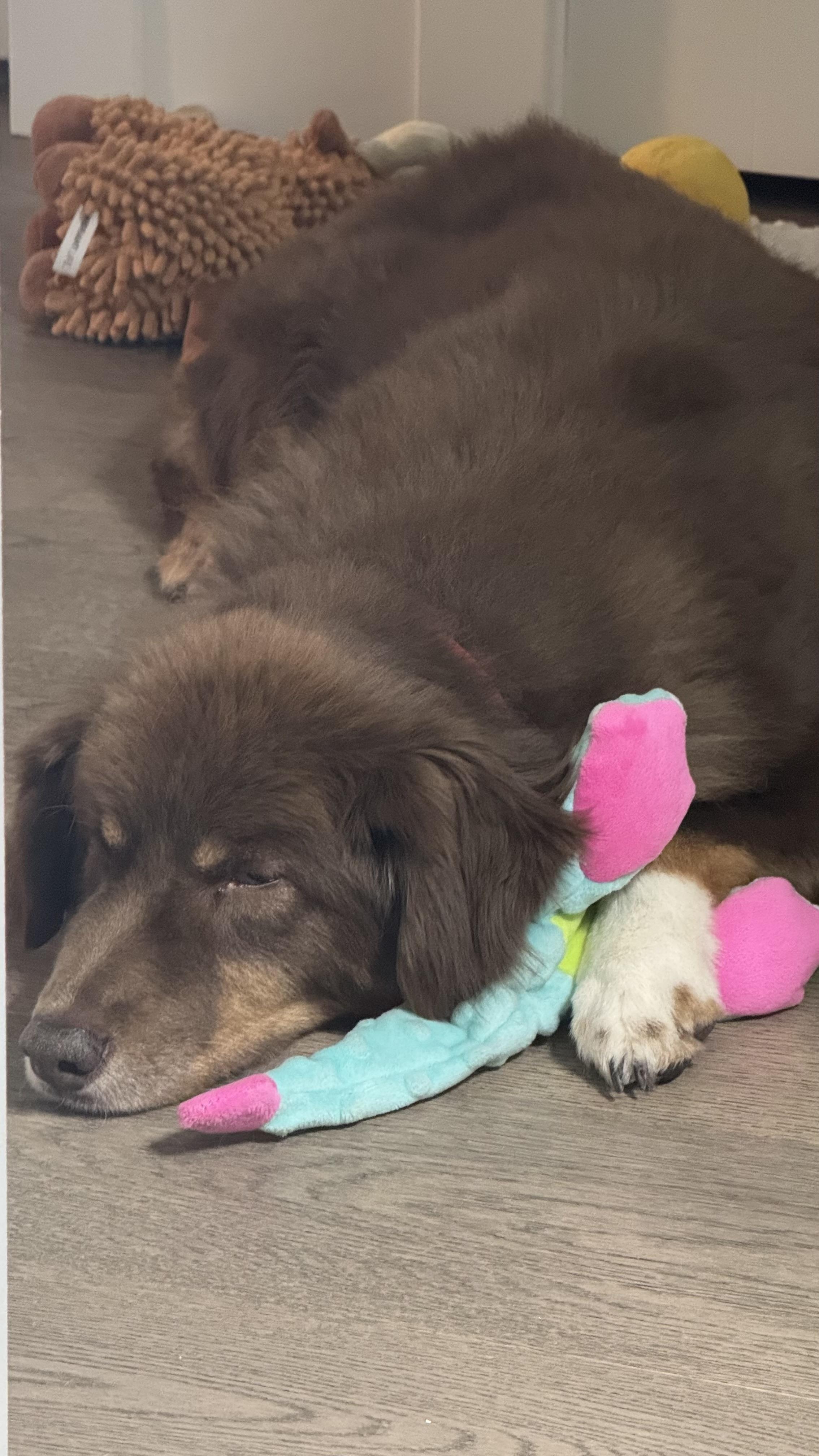 Winchester, ADOPTABLE, Senior Male Australian Shepherd.