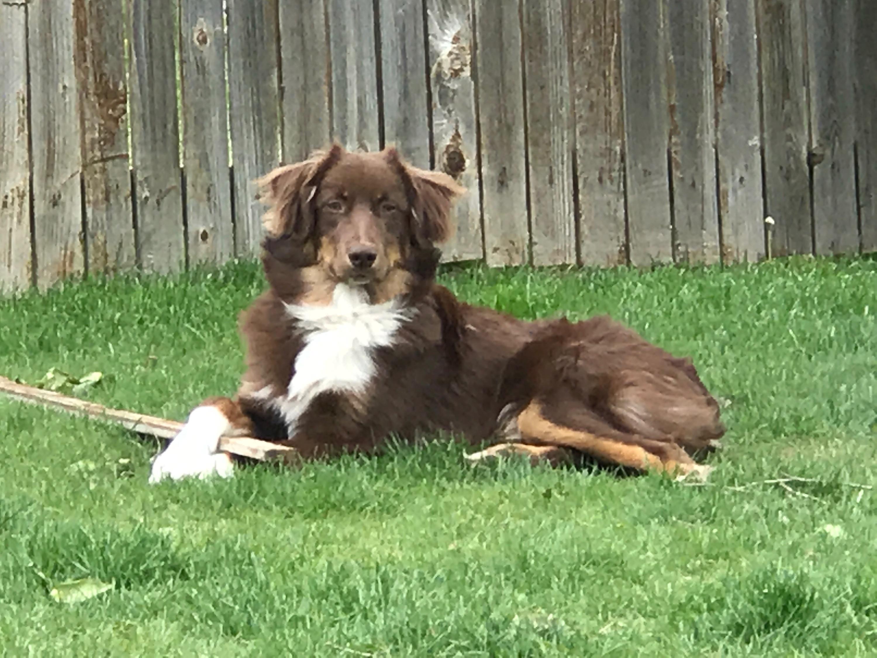 Enlarge Winchester, a ADOPTABLE mixed breed in Sheridan, WY image 3/3