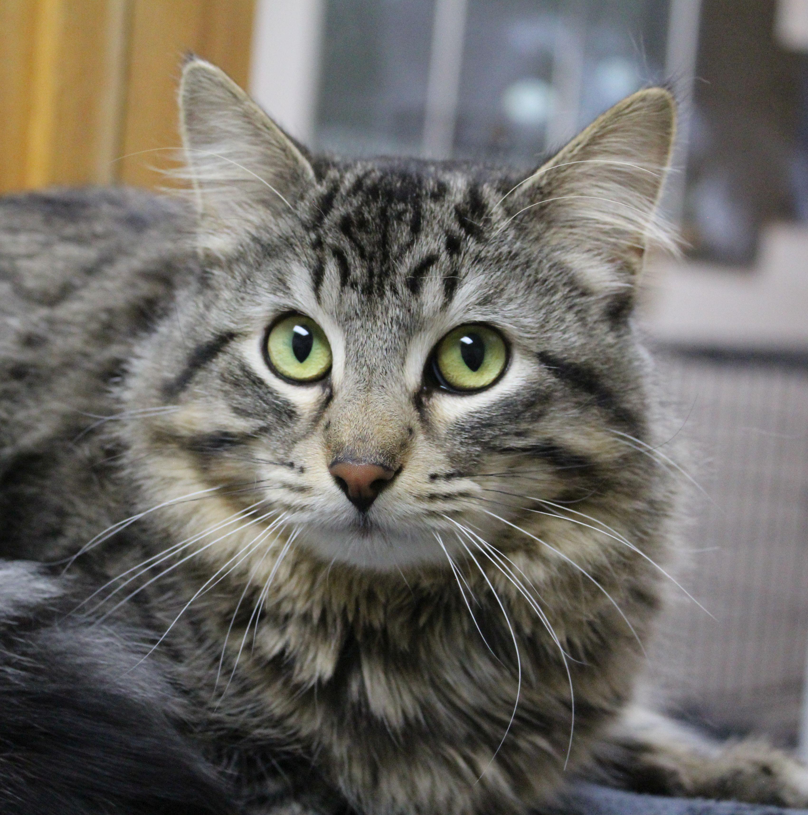 Enlarge Farley, a ADOPTABLE Domestic Medium Hair in Portage, WI image 2/2