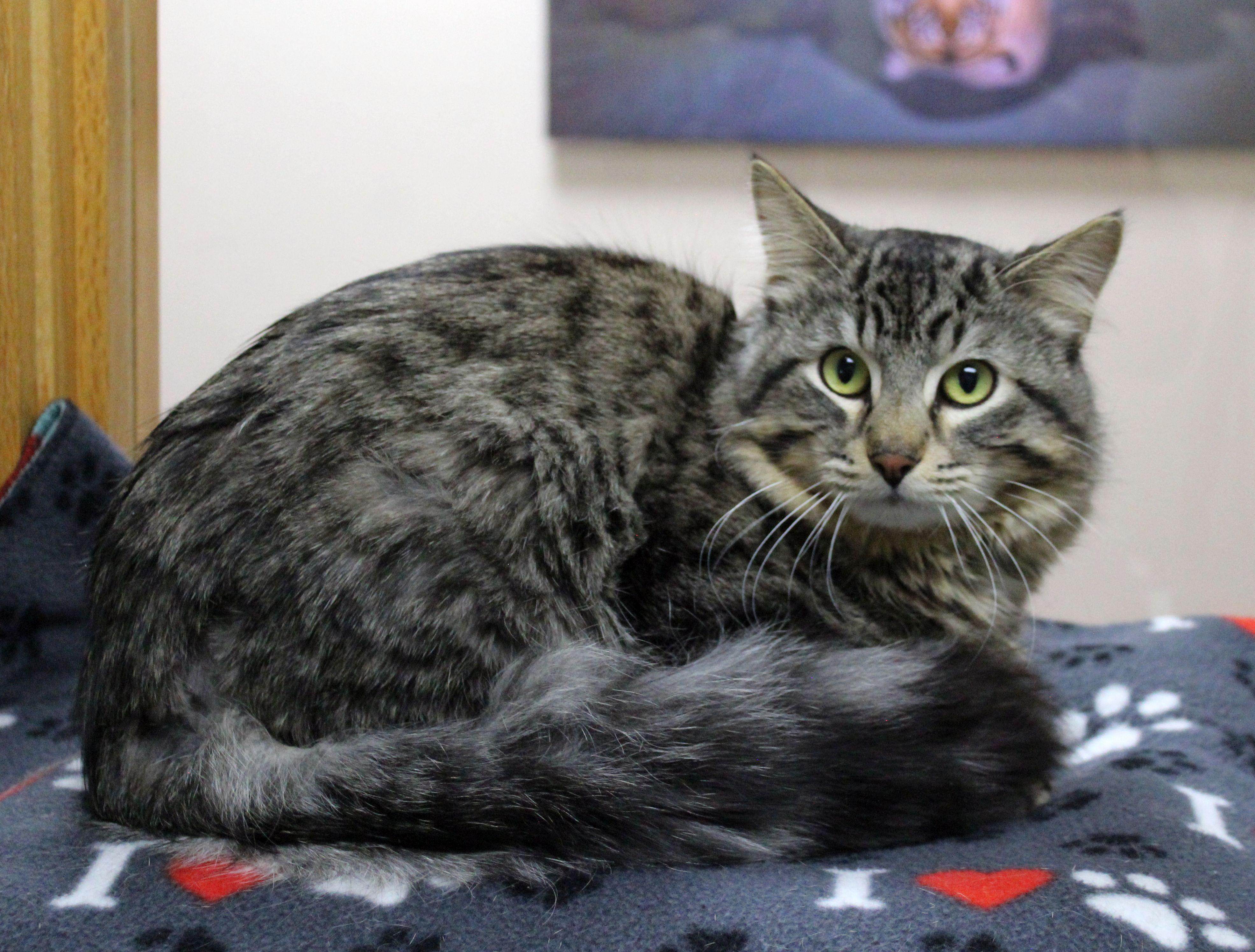Farley, ADOPTABLE, Young Male Domestic Medium Hair.