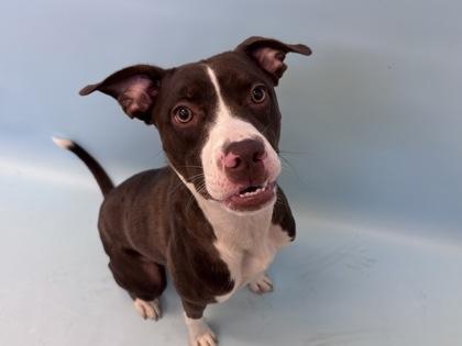 Brown Sugar, Adoptable, Young Female Pit Bull Terrier & Mixed Breed.