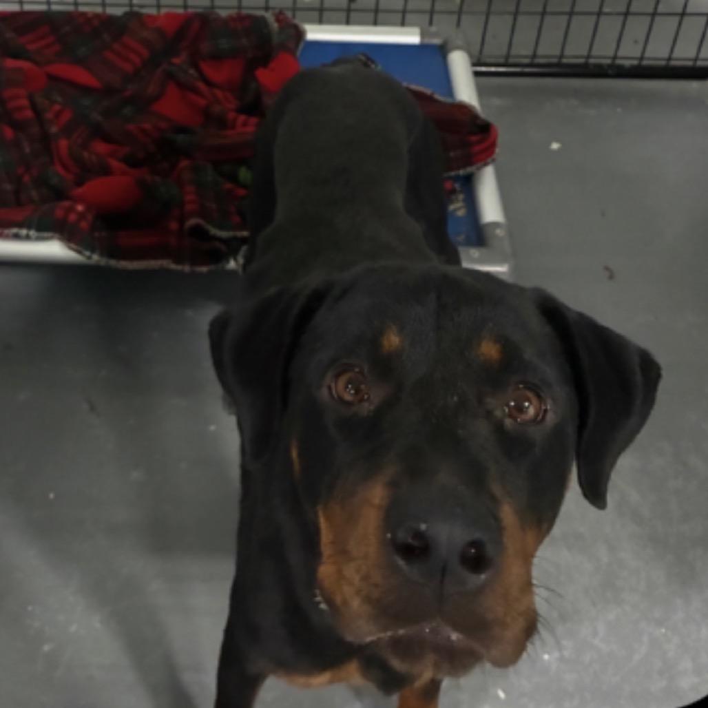 Watson Gal, Adoptable, Adult Female Rottweiler.