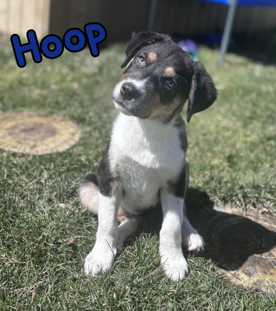 Hoop, Adoptable, Puppy Male Australian Cattle Dog / Blue Heeler & German Shepherd Dog.