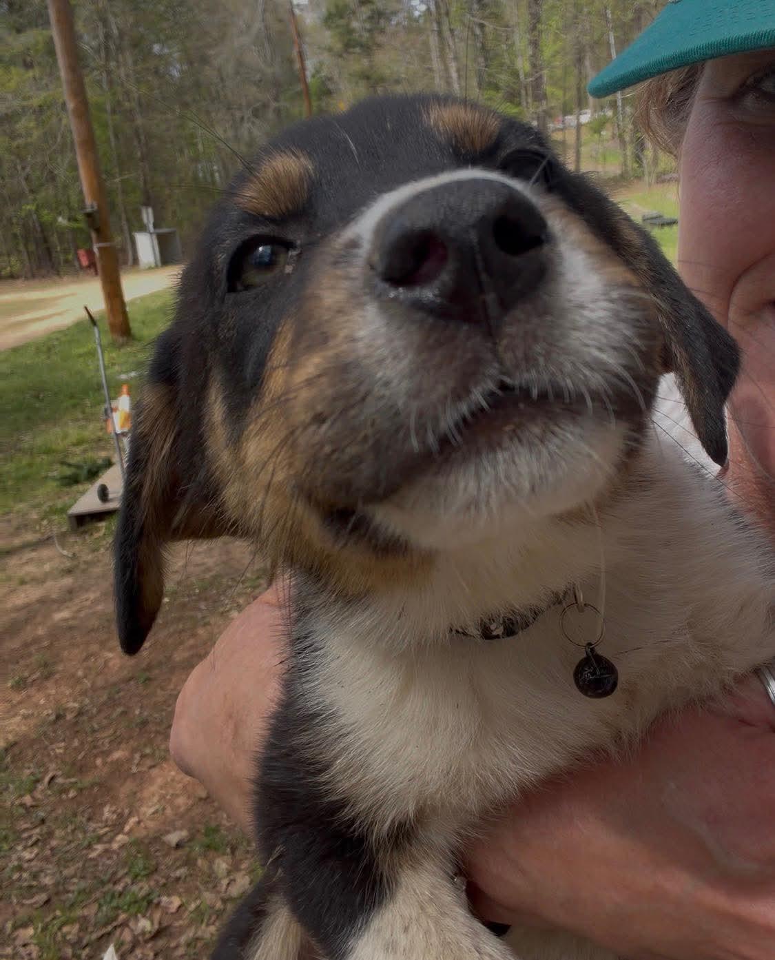 Enlarge Hoop, a Adoptable mixed breed in New Baltimore, MI image 2/2