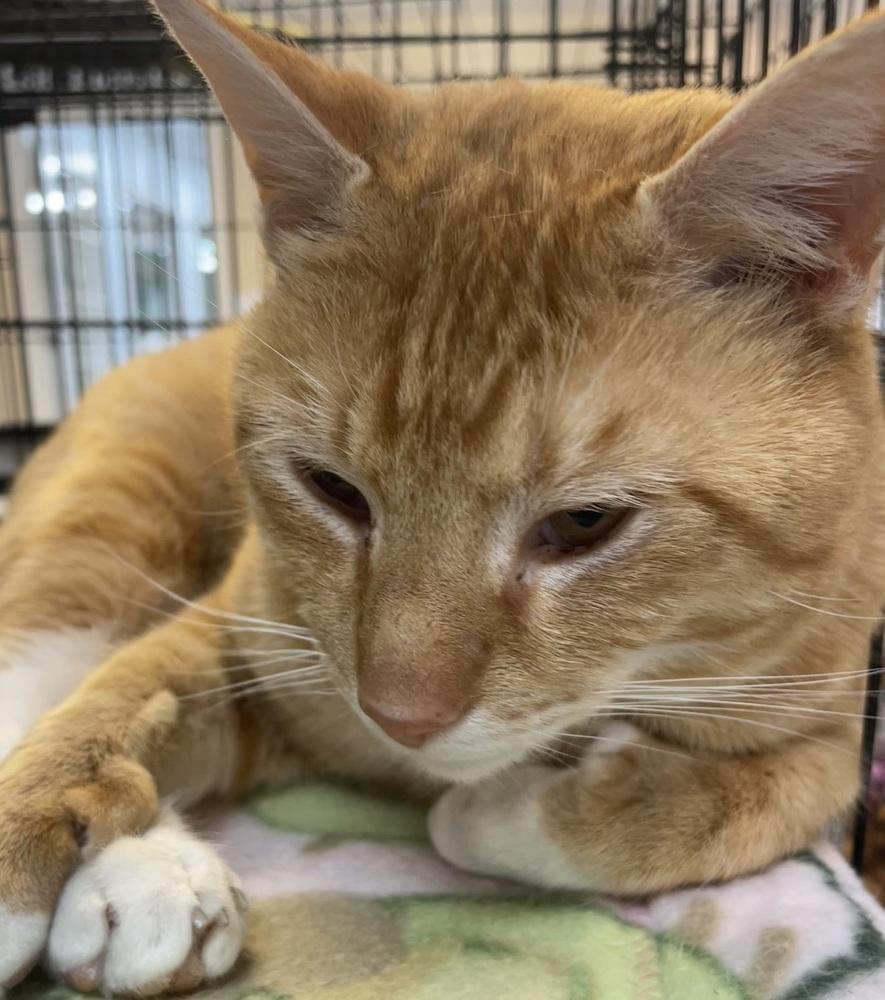 Enlarge Fanta, a Adoptable mixed breed in Southbury, CT image 1/6