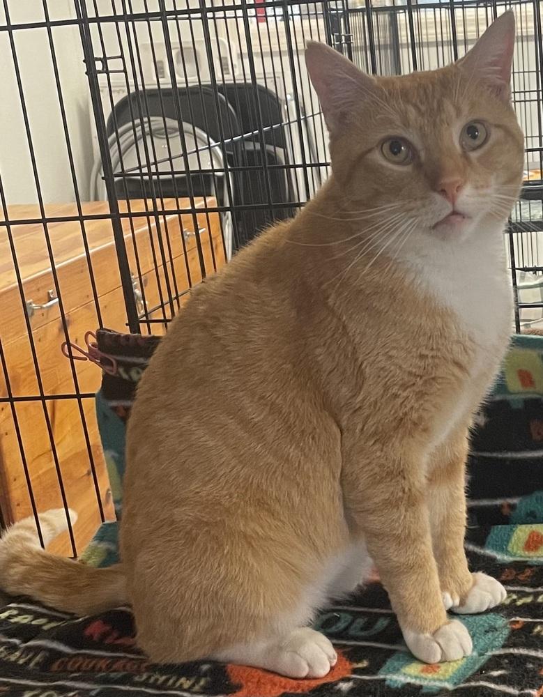 Enlarge Fanta, a Adoptable mixed breed in Southbury, CT image 2/6