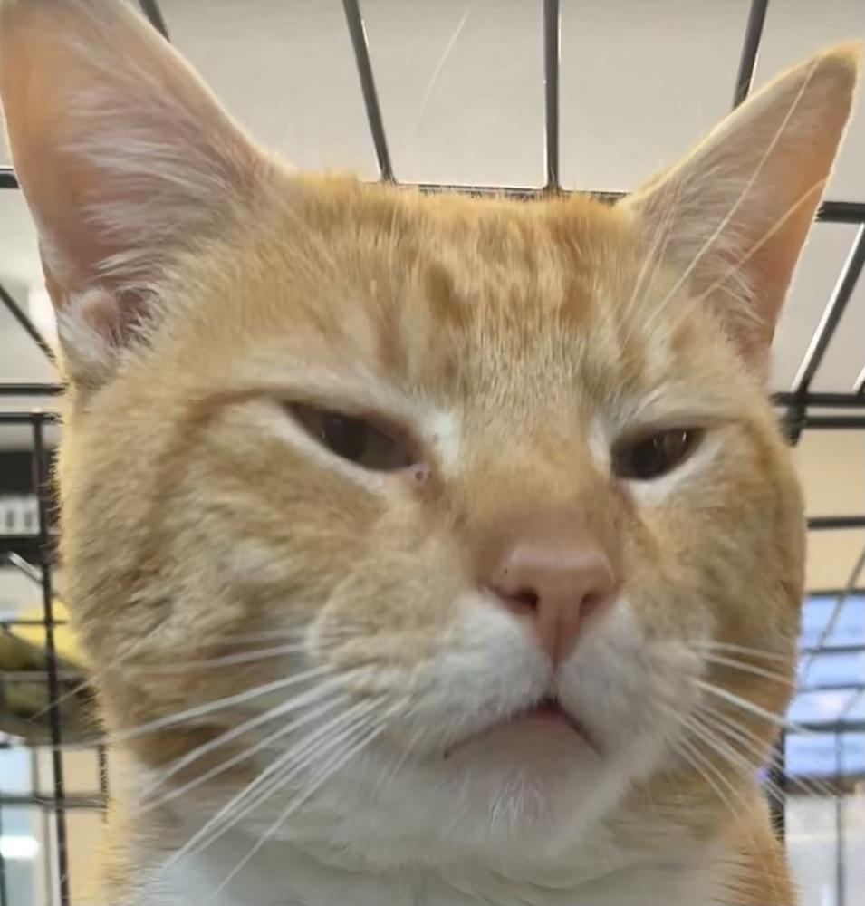 Enlarge Fanta, a Adoptable mixed breed in Southbury, CT image 3/6