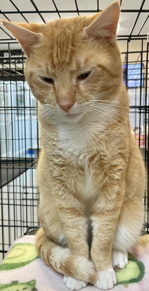 Enlarge Fanta, a Adoptable mixed breed in Southbury, CT image 4/6