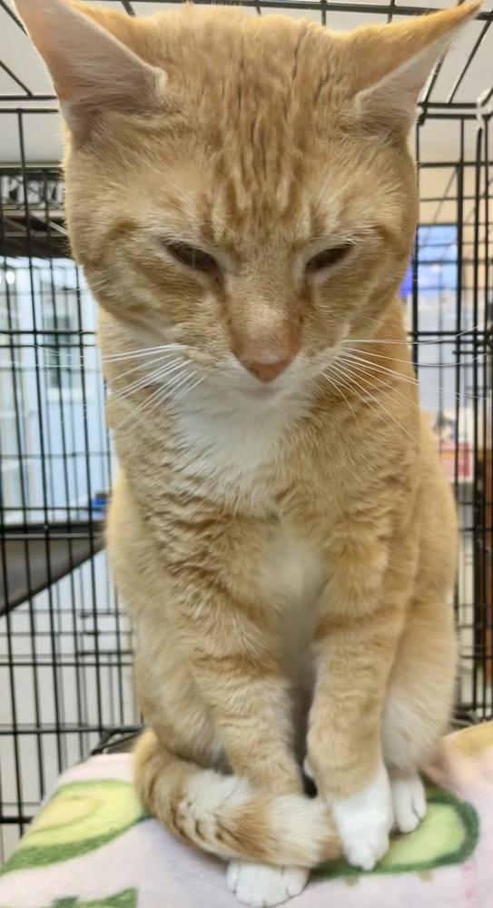 Enlarge Fanta, a Adoptable mixed breed in Southbury, CT image 5/6