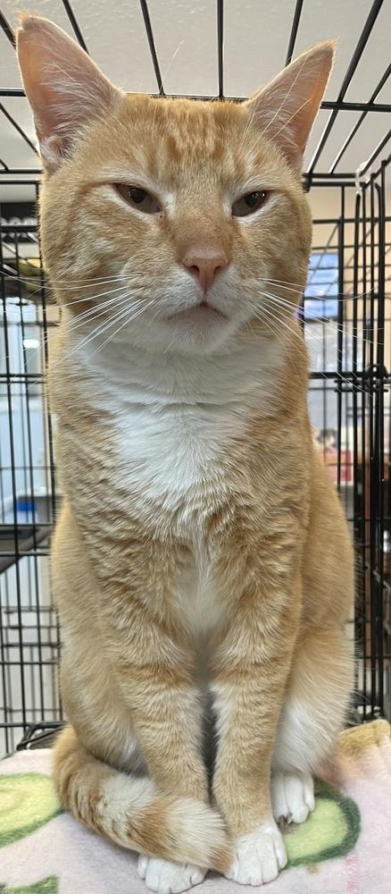 Enlarge Fanta, a Adoptable mixed breed in Southbury, CT image 6/6