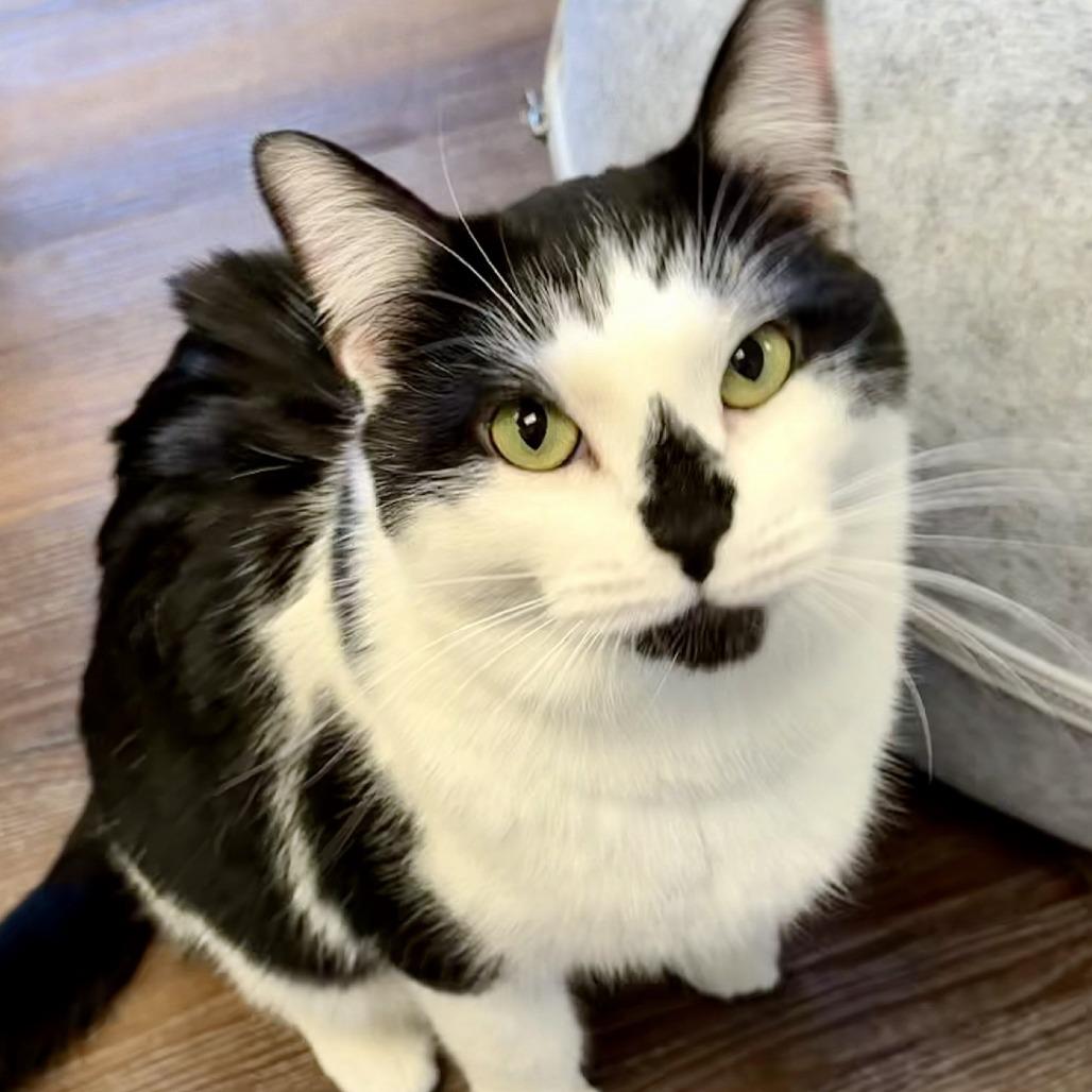 Muffins, Adoptable, Adult Female Domestic Short Hair.