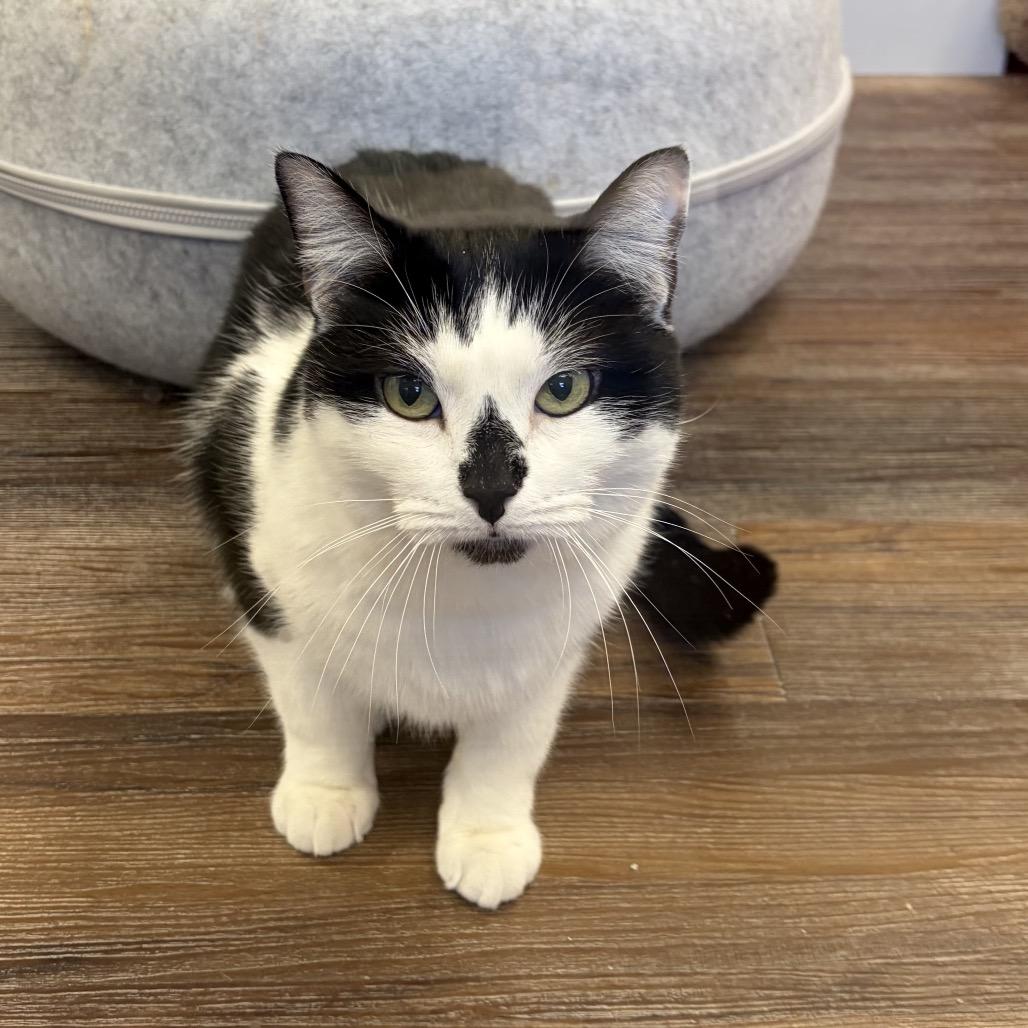 Enlarge Muffins, a Adoptable Domestic Short Hair in Naperville, IL image 2/6