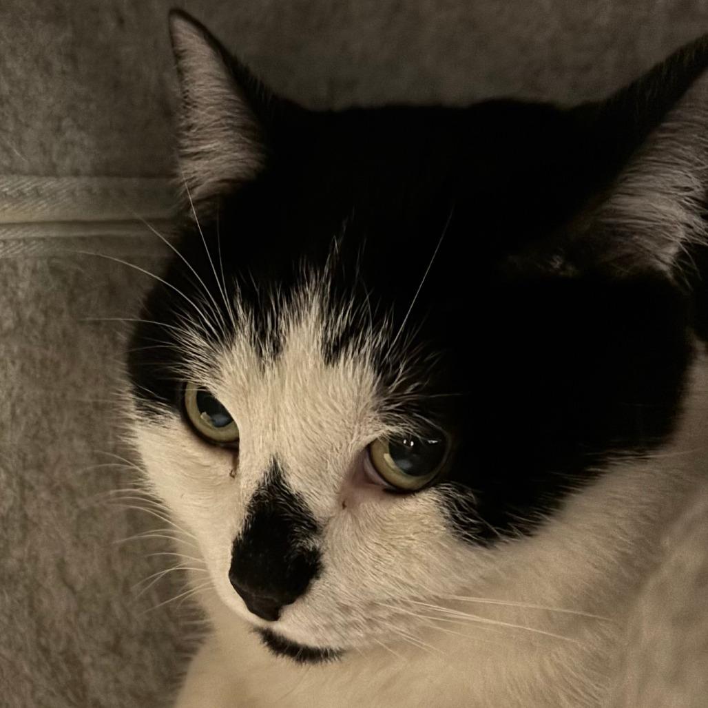 Muffins, Adoptable, Adult Female Domestic Short Hair.