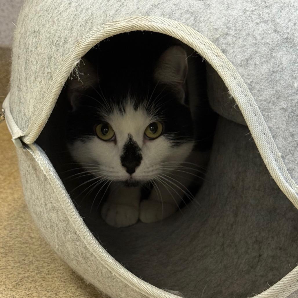 Enlarge Muffins, a Adoptable Domestic Short Hair in Naperville, IL image 2/2