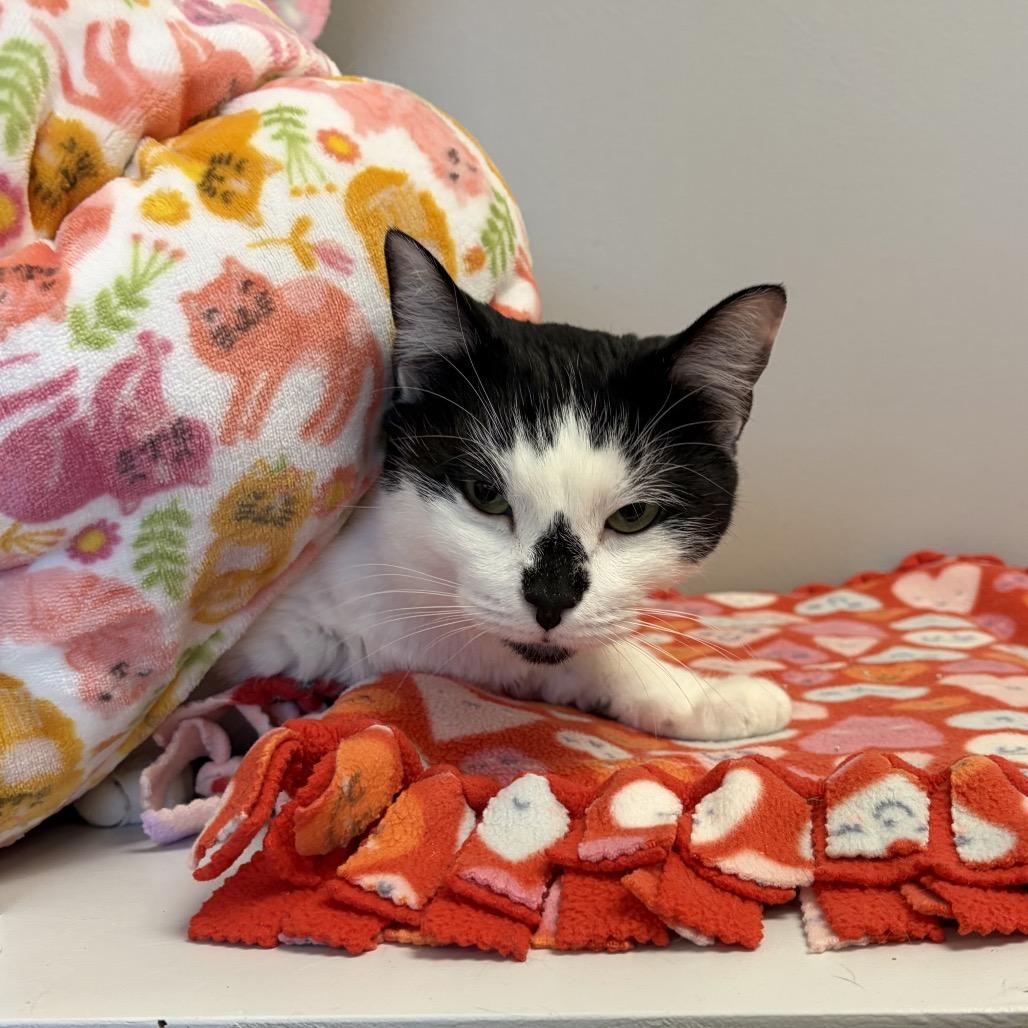 Enlarge Muffins, a Adoptable Domestic Short Hair in Naperville, IL image 5/6