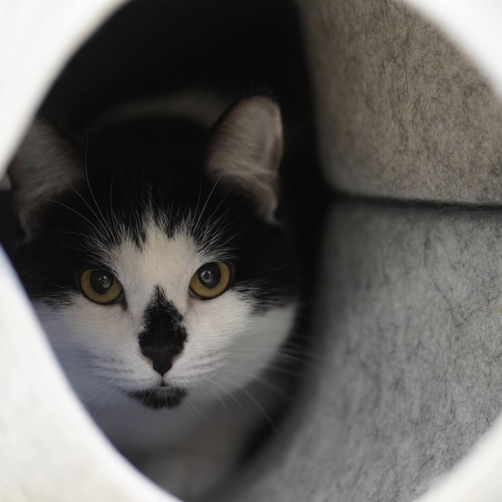 Enlarge Muffins, a Adoptable Domestic Short Hair in Naperville, IL image 6/6