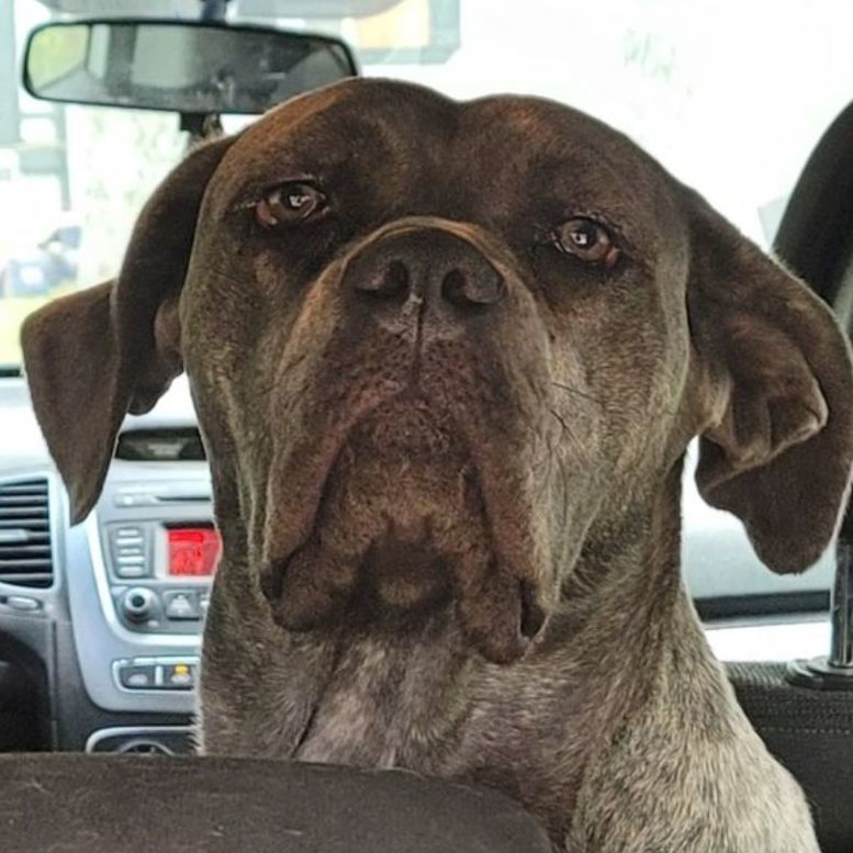 Hazel , Adoptable, Adult Female Cane Corso.