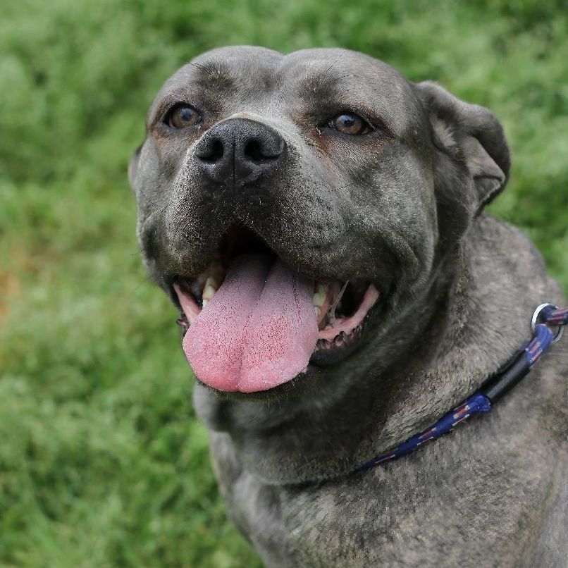 Enlarge Hazel , a Adoptable mixed breed in East Hartford, CT image 3/6