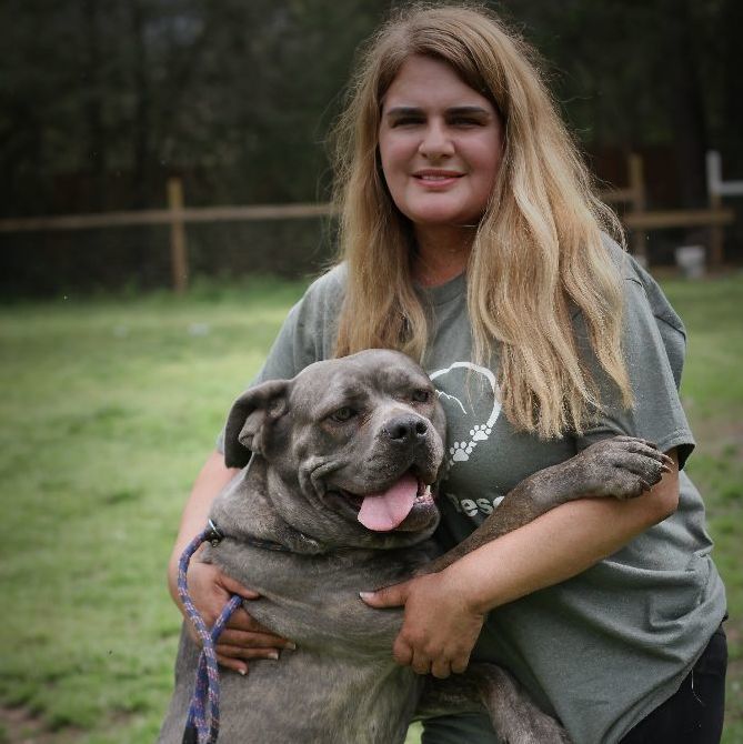 Enlarge Hazel , a Adoptable mixed breed in East Hartford, CT image 4/6